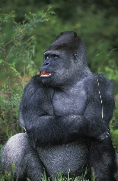 Gorille De Plaine gorilla gorilla graueri — Foto Stock