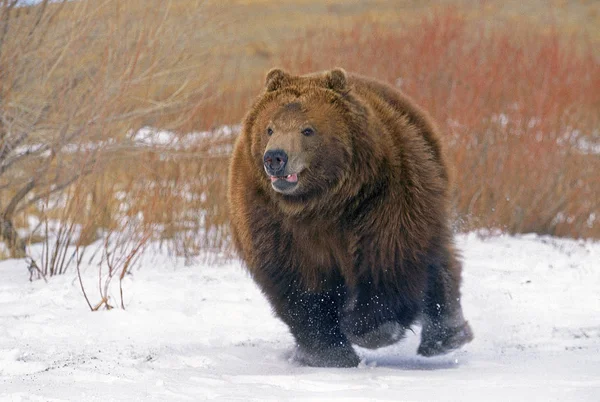 私たちのコディアックursus arctos midendorffi — ストック写真