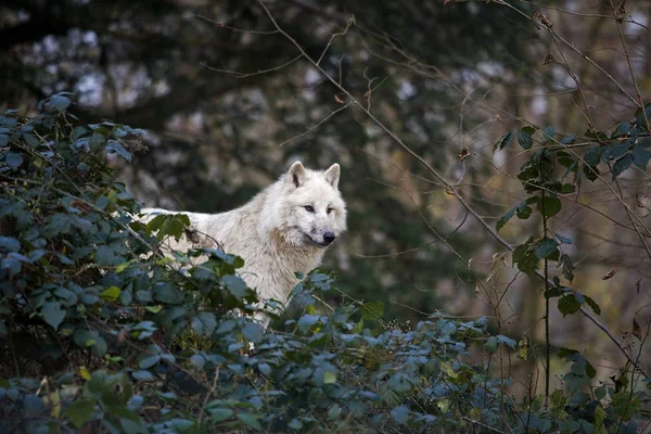 LOUP BLANC DE LA TOUNDRA canis lupus tundfelum — стоковое фото