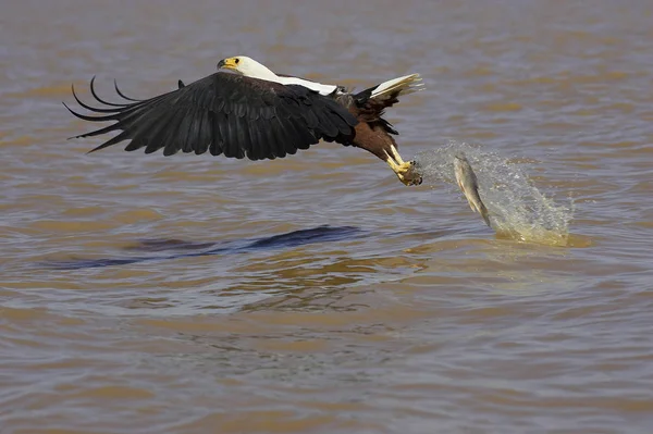 Aigle Pecheur D'Afrique haliaeetus vocifer — Photo