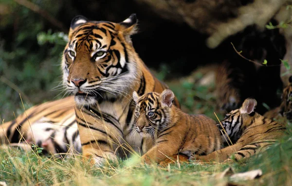 TIGRE DE SUMATRA Panthera เสือสุมาตรา — ภาพถ่ายสต็อก