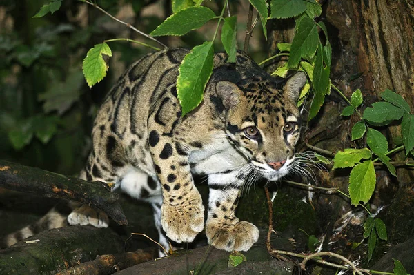 Panthernebel neofelis nebulosa — Stockfoto