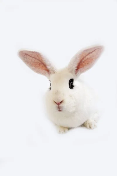 Lapin Blanc De Hotot — 图库照片