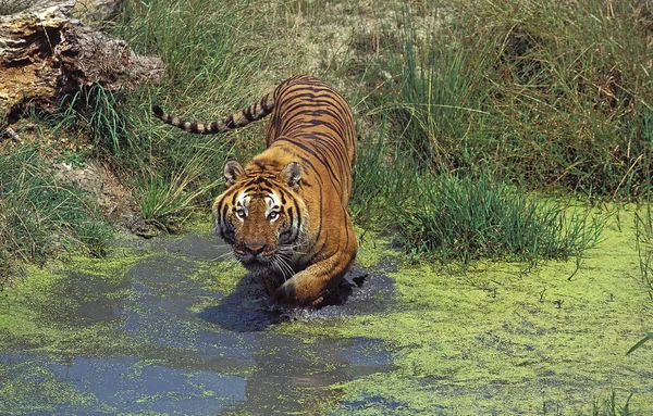 Тигр Du Bengale panthera tigris tigris tigris — стокове фото