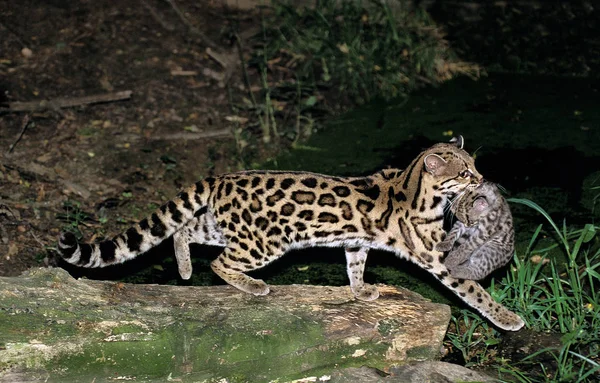 Margay leopardus wiedi — Zdjęcie stockowe