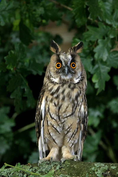 Hibou Moyen Duc asio otus — Foto Stock