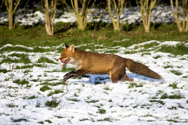 Renard Roux vulpes vulpes — Fotografia de Stock