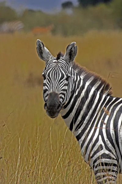 Zebre De Burchell equus burchelli — Φωτογραφία Αρχείου