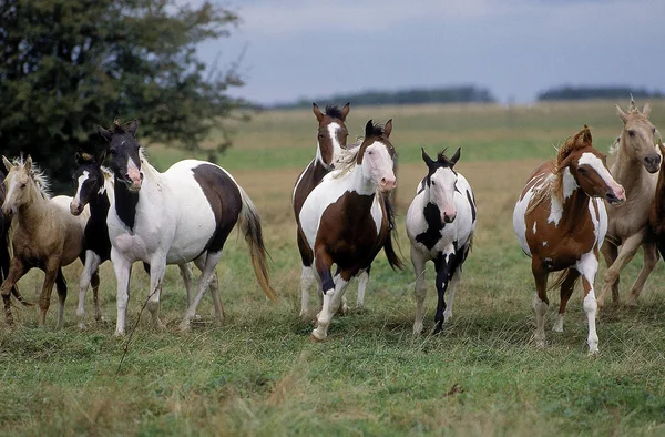 Cavalo de pintura — Fotografia de Stock