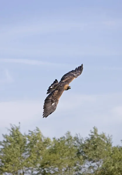 Aigle Royal aquila chrysaetos — Foto de Stock