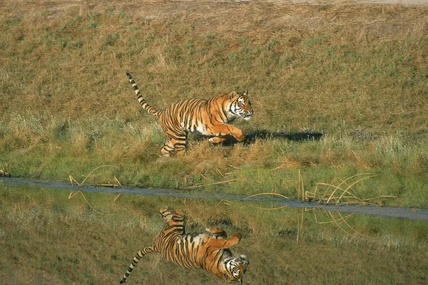 Tigre Du Bengale tigris panthera tigris — Fotografia de Stock