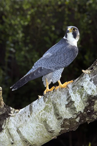 Faucon Pelerin falco peregrinus — Stock fotografie