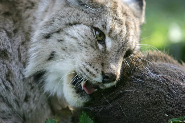 Lynx Boreal felis lynx — Stockfoto