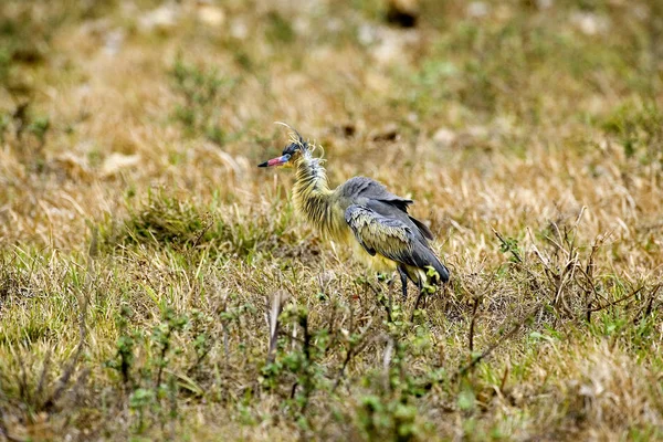 Heron Flute De Soleil syrigma sibilatrix — 图库照片