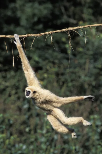 Gibbon A Mains Blanches hilobate lar —  Fotos de Stock