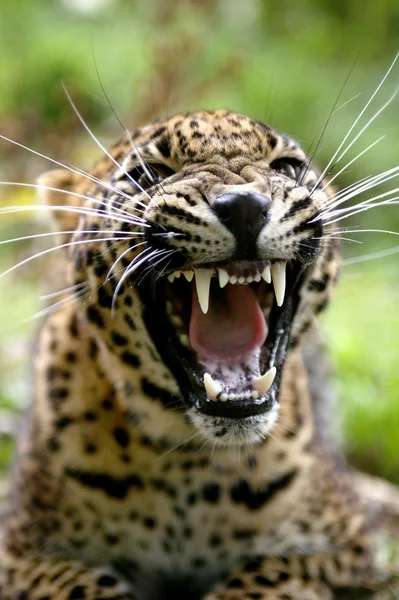 Panthere Du Srí Lanka panthera pardus kotiya — Stock fotografie