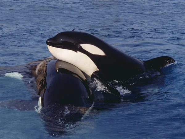 Orque Epaulard orcinus orca — Stockfoto