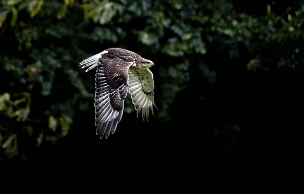 Buse Rouilleuse buteo regalis — Fotografia de Stock