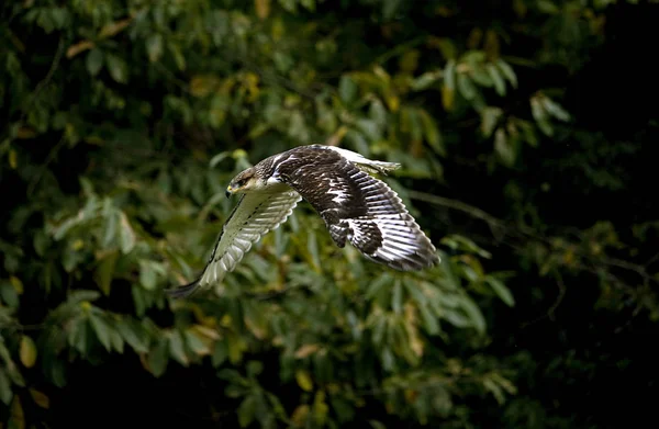 Buse Rouilleuse buteo regalis — Stockfoto