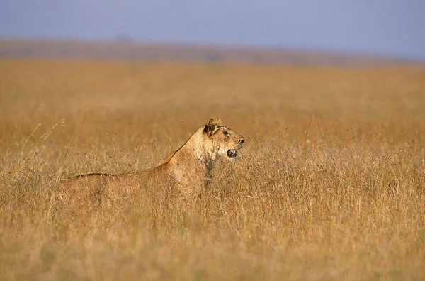 LION D 'AFRIQUE panthera leo — Fotografia de Stock