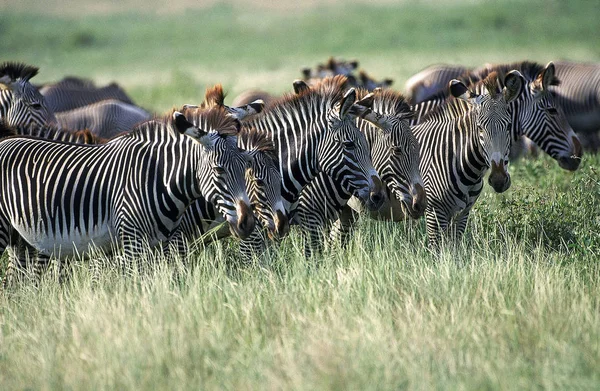 Zebre De Grevy equus grevyi — Zdjęcie stockowe