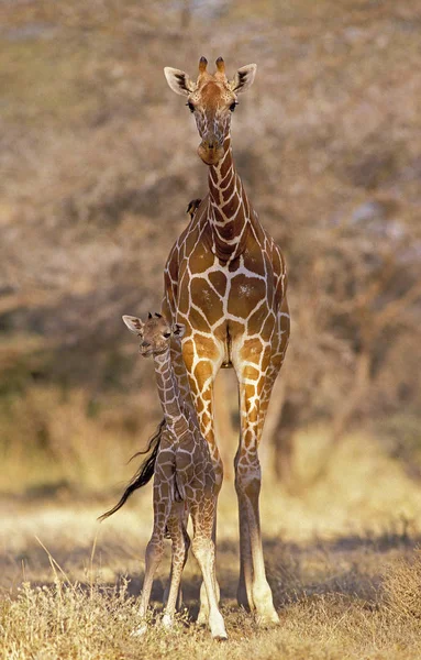 Zsiráf retikulált zsiráf camelopardalis reticulata — Stock Fotó