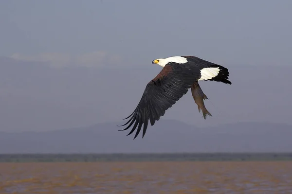 Aigle Pecheur D 'Afrique haliaeetus vocifer — Stock fotografie