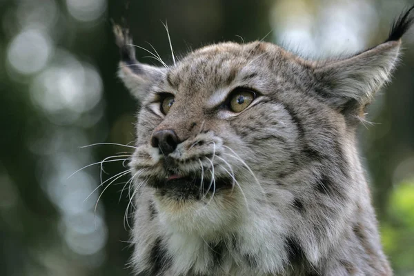 Lynx Félix boréal lynx — Photo