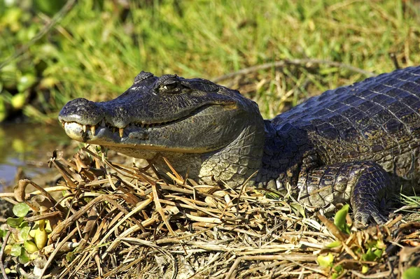 CAIMAN A LUNETTES caimano coccodrillo — Foto Stock