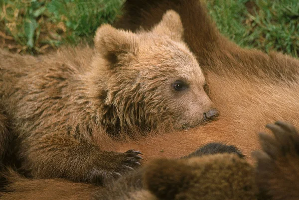 OURS BRUN ursus arctos — Stock Photo, Image