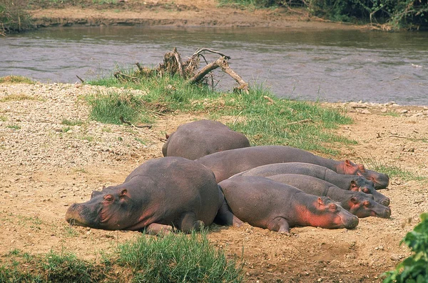 HIPPOTAME hippopotamus amphibius — стоковое фото