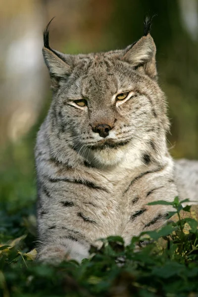 Lynx Félix boréal lynx — Photo