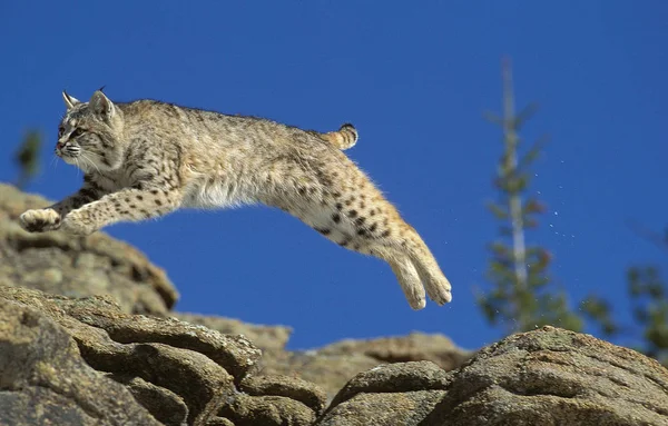 LYNX ROUX BOBCAT lynx rufus — Stock Photo, Image