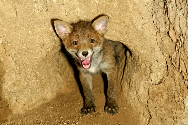 Renard Roux vulpes vulpes — Stockfoto