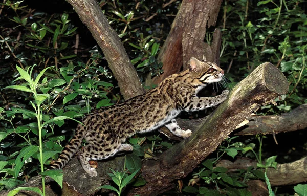 Oncille leopardus tigrinus — Stock Fotó