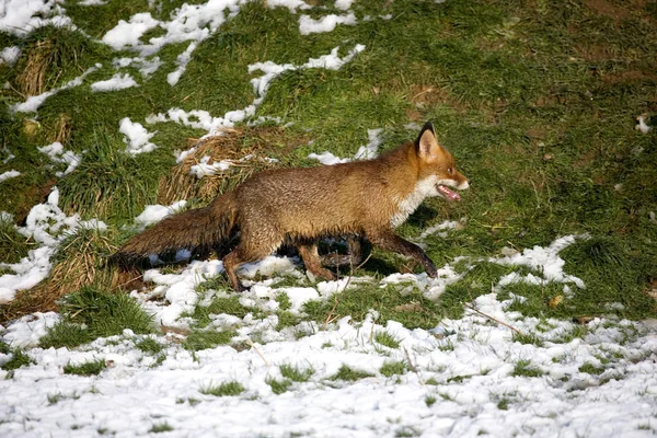 Renard Roux vulpes vulpes Przewodniczący — Zdjęcie stockowe