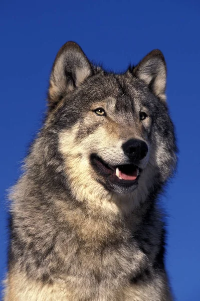 LOUP DU CANADA canis lupus occifellis — стоковое фото