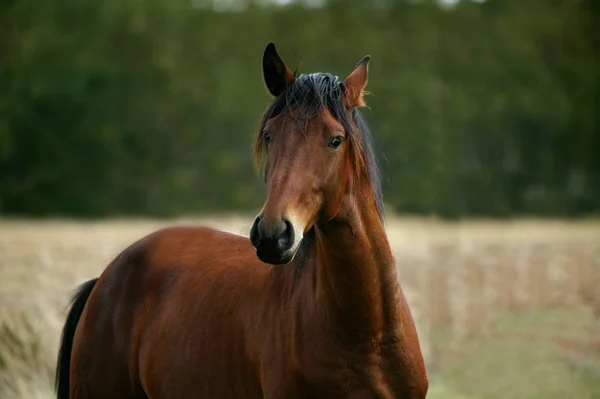 Lusitanien — Stockfoto