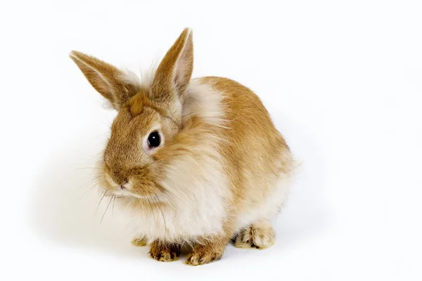 Lapin Nain Ordförande — Stockfoto