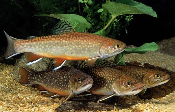 Saumon De Fontaine salvelinus fontinalis — Fotografia de Stock