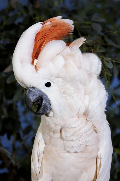 刺槐A Huppe Rouge cacatua moluccensis — 图库照片