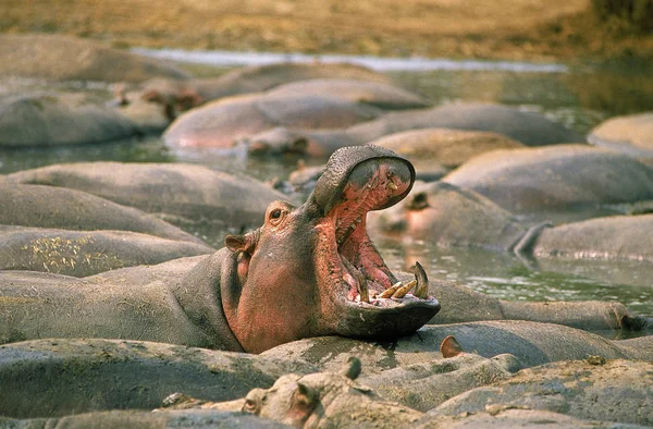 HIPPOPOTAME hipopótamo anfibio —  Fotos de Stock