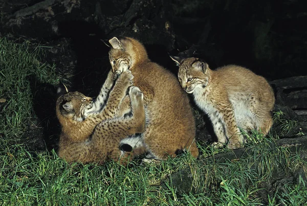 Lynx Boreal felis lynx — 图库照片