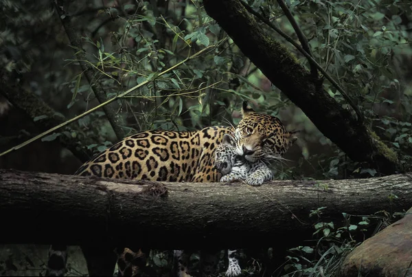 Onça-pintada panthera onca — Fotografia de Stock