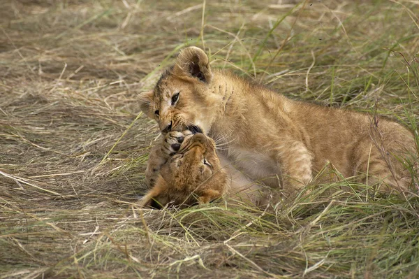 Lion DAfrique panthera leo — 스톡 사진