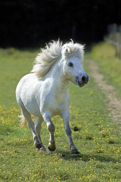 Pony Shetland — Stockfoto
