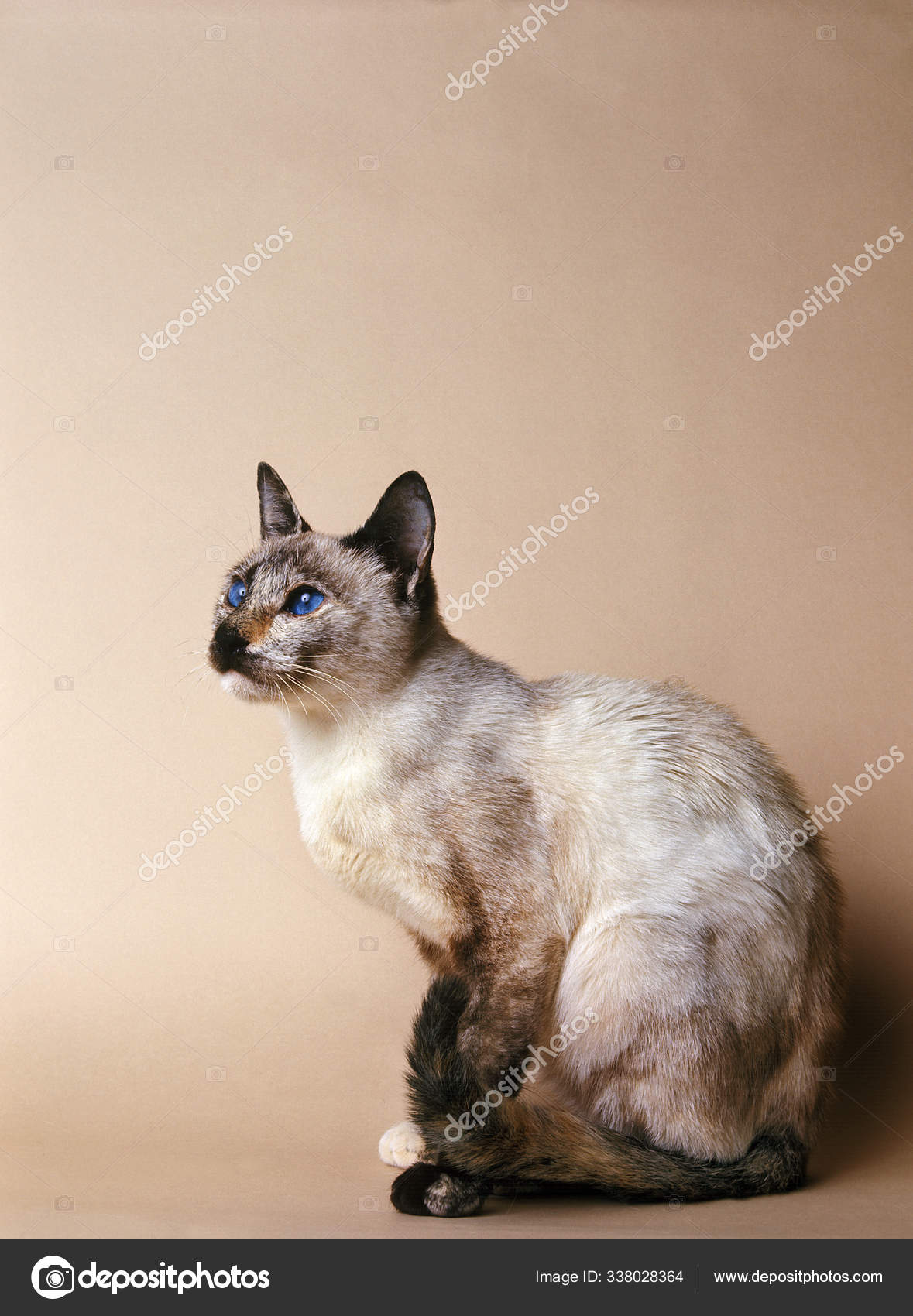 Siamois Tortie Point Stock Photo Image By C Slowmotiongli