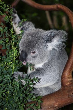 Koala phascolarctos cinereus