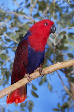Eclectus eclectus roratus