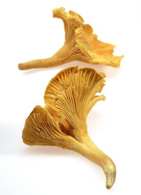 GIROLLE cantharellus cibarius